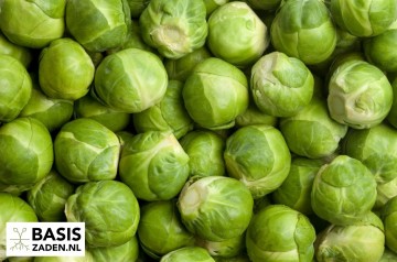 Spruitkool Groninger sel Stiekema Brassica oleracea | Basiszaden.nl