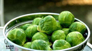 Spruitkool Groninger sel Stiekema Brassica oleracea | Basiszaden.nl