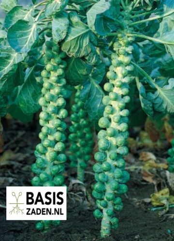 Spruitkool Groninger sel Stiekema Brassica oleracea | Basiszaden.nl