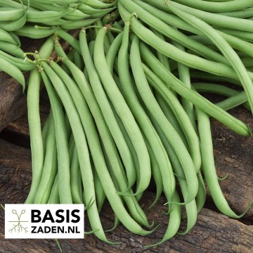 Stamslabonen Delinel Phaseolus vulgaris | Basiszaden.nl