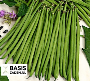 Stamslabonen Nautica Phaseolus vulgaris | Basiszaden.nl