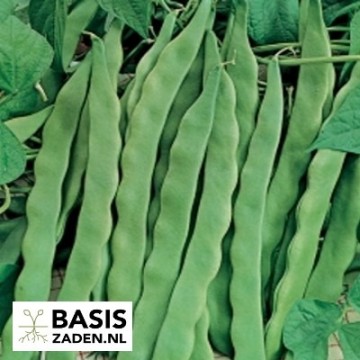 Stamsnijbonen Admires Phaseolus vulgaris | Basiszaden.nl