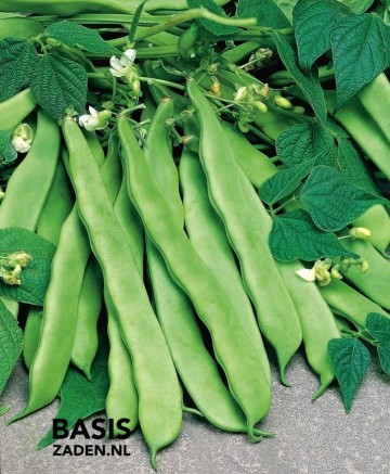Stamsnijbonen Admires Phaseolus vulgaris | Basiszaden.nl