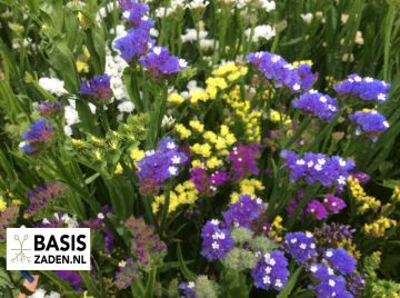 Lamsoor Statice Pacific mix Limonium Sinuatum | Basiszaden.nl