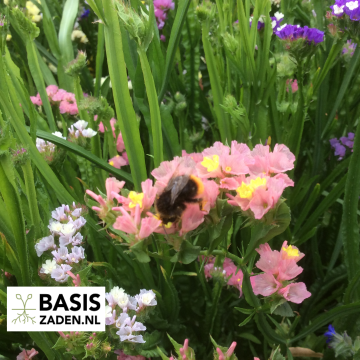 Lamsoor Statice Pacific mix Limonium Sinuatum | Basiszaden.nl