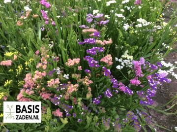 Lamsoor Statice Pacific mix Limonium Sinuatum | Basiszaden.nl