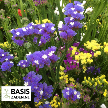 Lamsoor Statice Pacific mix Limonium Sinuatum | Basiszaden.nl