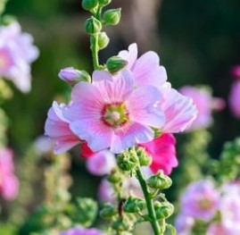 Mengsel eetbare bloemen | Basiszaden.nl