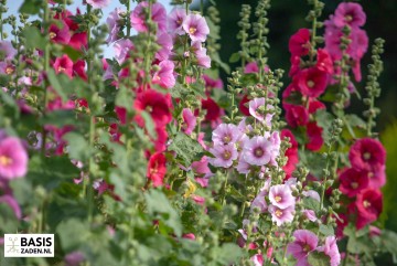 Stokroos enkelbloemige mix Alcea rosea | Basiszaden.nl