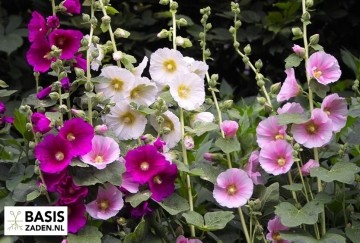 Stokroos enkelbloemige mix Alcea rosea | Basiszaden.nl