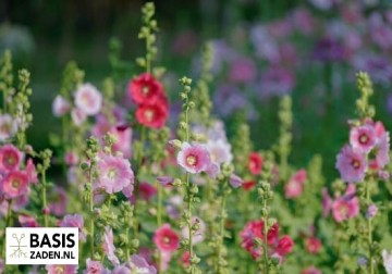 Stokroos enkelbloemige mix Alcea rosea | Basiszaden.nl
