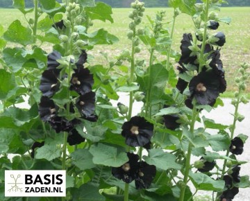 Zwarte Stokroos Nigra Alcea rosea | Basiszaden.nl