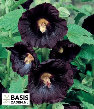 Zwarte Stokroos Nigra Alcea rosea | Basiszaden.nl