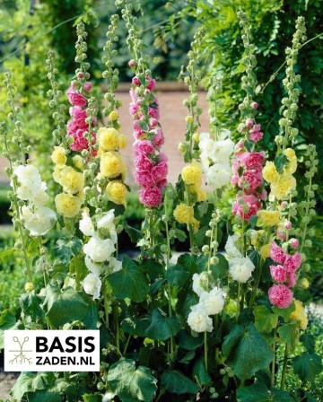 Stokroos Summer Carnival mix Alcea rosea | Basiszaden.nl