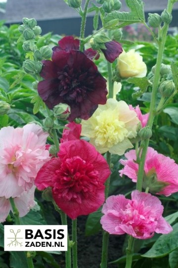 Stokroos Summer Carnival mix Alcea rosea | Basiszaden.nl