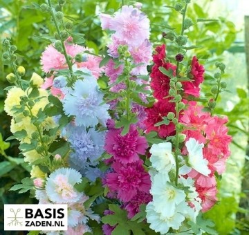 Stokroos Summer Carnival mix Alcea rosea | Basiszaden.nl
