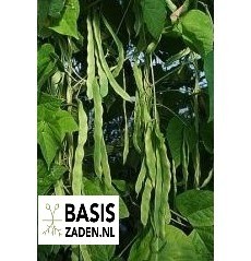 Stoksnijbonen Helda Phaseolus vulgaris | Basiszaden.nl