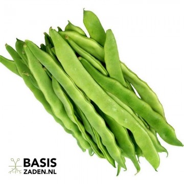 Stoksnijbonen Helda Phaseolus vulgaris | Basiszaden.nl