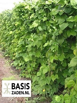 Stoksnijbonen Helda Phaseolus vulgaris | Basiszaden.nl
