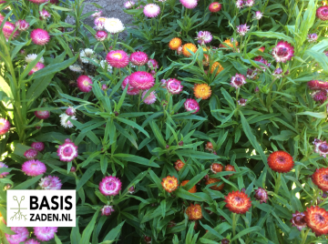 Strobloem Tom Tumb mix Helichrysum bracteatum | Basiszaden.nl