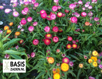 Strobloem Tom Tumb mix Helichrysum bracteatum | Basiszaden.nl