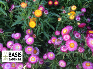 Strobloem Tom Tumb mix Helichrysum bracteatum | Basiszaden.nl