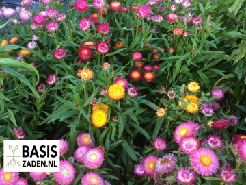 Strobloem Tom Tumb mix Helichrysum bracteatum | Basiszaden.nl