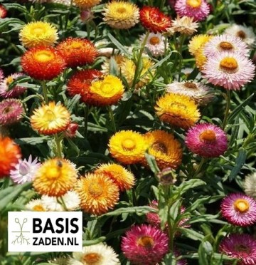 Strobloem Tom Tumb mix Helichrysum bracteatum | Basiszaden.nl