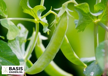 Sugarsnaps Suikererwt Sugar Bon Pisum sativum | Basiszaden.nl