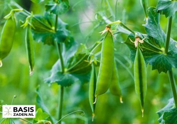 Sugarsnaps Suikererwt Sugar Bon Pisum sativum | Basiszaden.nl