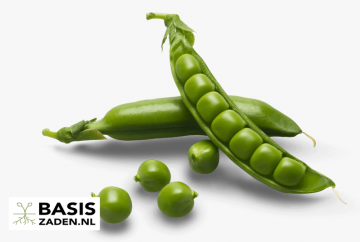 Sugarsnaps Suikererwt Sugar Bon Pisum sativum | Basiszaden.nl