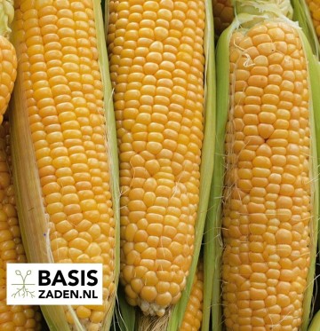 Suikermais Sweet Sunglow F1 Zea mays convar. saccharata | Basiszaden.nl