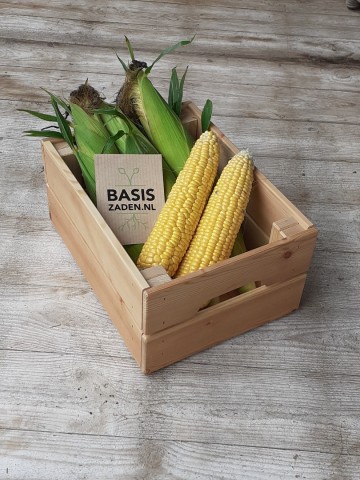 Suikermais Sweet Sunglow F1 Zea mays convar. saccharata | Basiszaden.nl