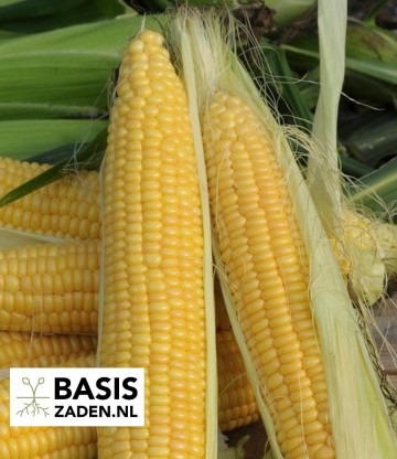 Suikermais Sweet Sunglow F1 Zea mays convar. saccharata | Basiszaden.nl