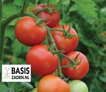 Trostomaat Moneymaker Solanum lycopersicum | Basiszaden.nl