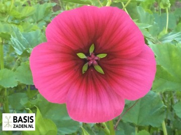 Plukbloemen-pakket | Basiszaden.nl