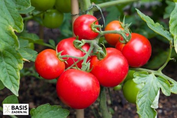 Trostomaat Moneymaker Solanum lycopersicum | Basiszaden.nl