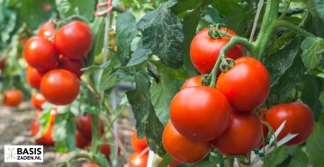 Trostomaat Moneymaker Solanum lycopersicum | Basiszaden.nl