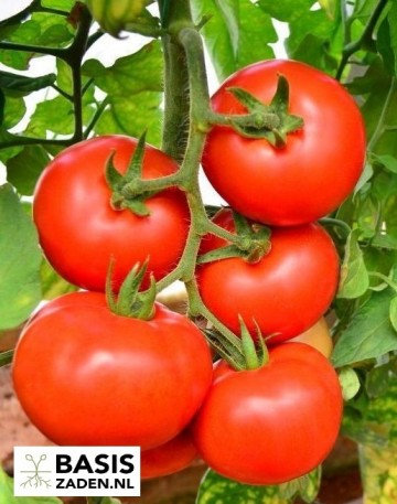 Trostomaat Moneymaker Solanum lycopersicum | Basiszaden.nl