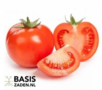 Trostomaat Moneymaker Solanum lycopersicum | Basiszaden.nl