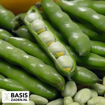 Tuinbonen Driemaal Wit Vicia faba | Basiszaden.nl