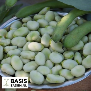 Tuinbonen Driemaal Wit Vicia faba | Basiszaden.nl