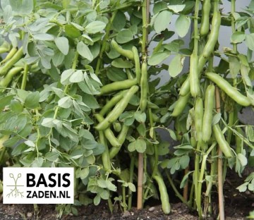 Tuinbonen Driemaal Wit Vicia faba | Basiszaden.nl