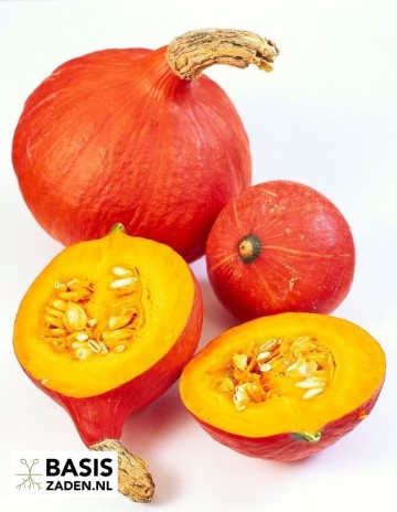 Pompoen Uchiki Kuri Cucurbita maxima | Basiszaden.nl