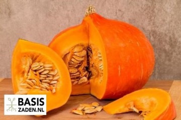 Pompoen Uchiki Kuri Cucurbita maxima | Basiszaden.nl