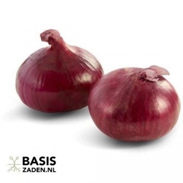 Ui Noordhollandse Bloedrode Allium cepa | Basiszaden.nl
