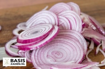 Ui Noordhollandse Bloedrode Allium cepa | Basiszaden.nl