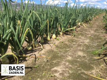 Ui Rijnsburger 5 sel Robot Allium cepa | Basiszaden.nl