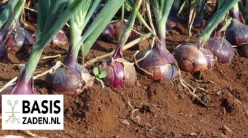 Ui Noordhollandse Bloedrode Allium cepa | Basiszaden.nl