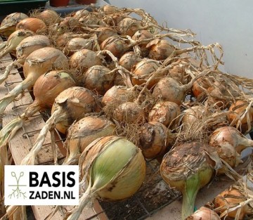 Ui Rijnsburger 5 sel Robot Allium cepa | Basiszaden.nl